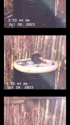 000_01_0031.jpeg