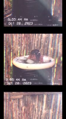 000_01_0033.jpeg