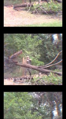 000_01_0063.jpeg