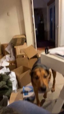 bfigl_001_1088.jpeg
