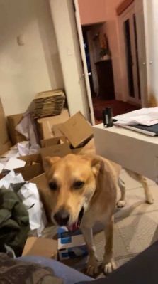 bfigl_001_3165.jpeg