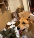 bfigl_001_3161.jpeg
