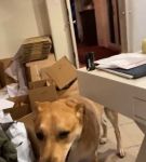 bfigl_001_3166.jpeg