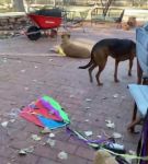 Filename=bfigl_001_0042.jpeg
Filesize=56KiB
Dimensions=608x1088
Date added=Feb 11, 2021 bfigl_001_0042.jpeg