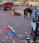 Filename=bfigl_001_0045.jpeg
Filesize=67KiB
Dimensions=608x1088
Date added=Feb 11, 2021 bfigl_001_0045.jpeg