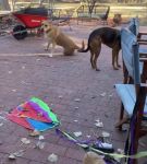 Filename=bfigl_001_0047.jpeg
Filesize=71KiB
Dimensions=608x1088
Date added=Feb 11, 2021 bfigl_001_0047.jpeg