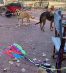 Filename=bfigl_001_0048.jpeg
Filesize=71KiB
Dimensions=608x1088
Date added=Feb 11, 2021 bfigl_001_0048.jpeg
