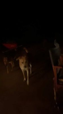 bfigl_001_1377.jpeg