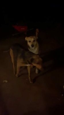 bfigl_001_1381.jpeg