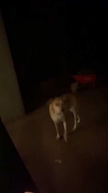 bfigl_001_1387.jpeg