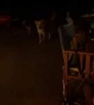 bfigl_001_1374.jpeg