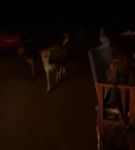 bfigl_001_1375.jpeg