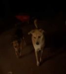 bfigl_001_1379.jpeg
