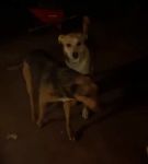 bfigl_001_1381.jpeg