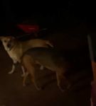 bfigl_001_1384.jpeg