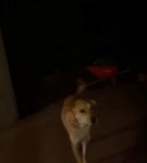 bfigl_001_1388.jpeg