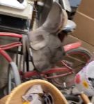 Filename=iglivebf_001_1753.jpeg
Filesize=46KiB
Dimensions=608x1088
Date added=Feb 11, 2021 iglivebf_001_1753.jpeg
